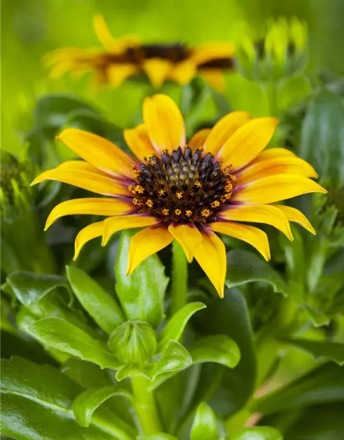 Gazania rigens