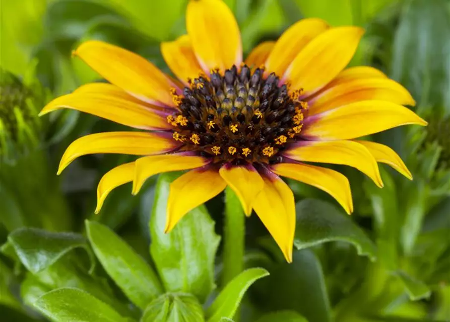 Gazania rigens