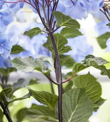 Hydrangea 'Black Steel'®