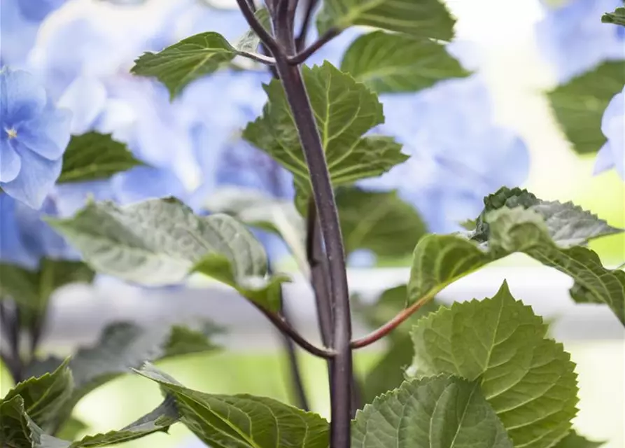 Hydrangea 'Black Steel'®