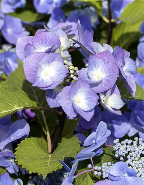 Hydrangea 'Black Steel'®