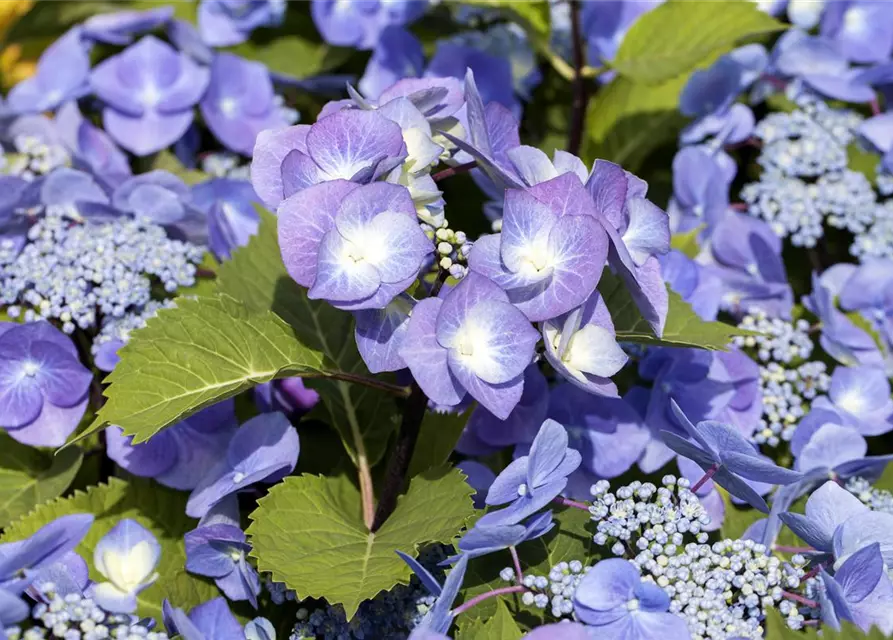 Hydrangea 'Black Steel'®