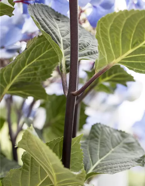 Hydrangea 'Black Steel'®