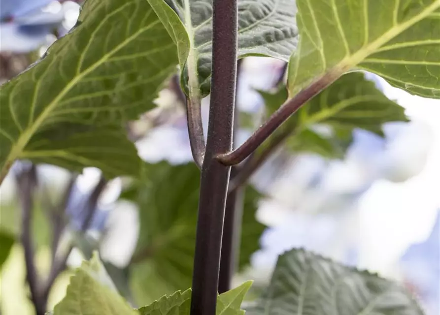 Hydrangea 'Black Steel'®