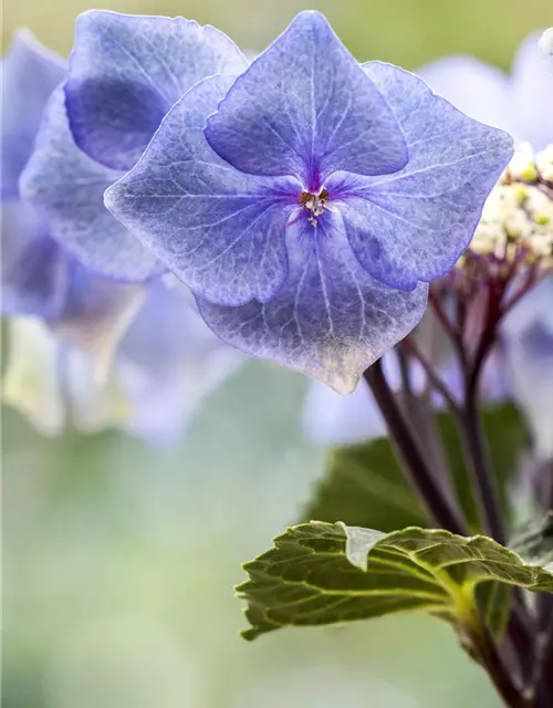 Hydrangea 'Black Steel'®