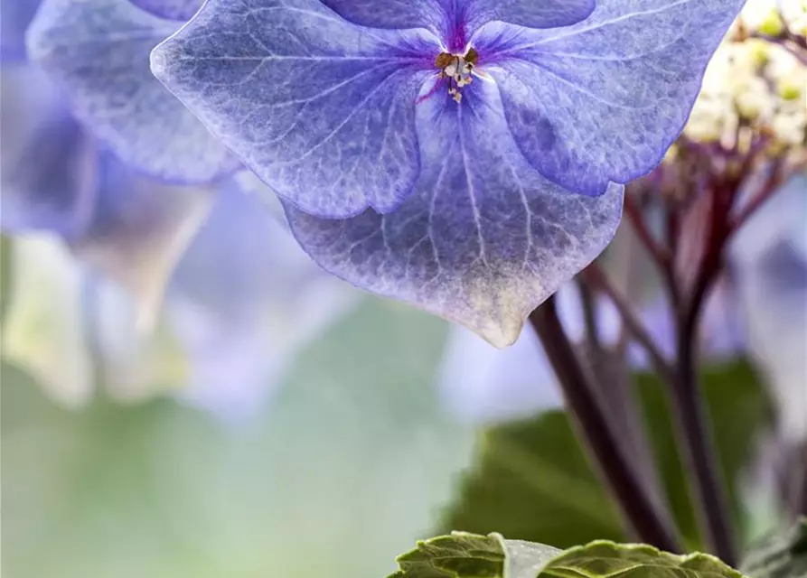 Hydrangea 'Black Steel'®