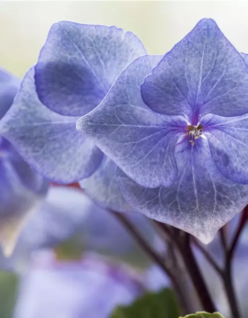 Hydrangea 'Black Steel'®