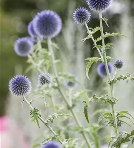 Echinops ritro