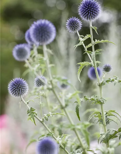 Echinops ritro