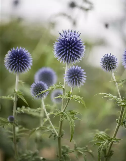 Echinops ritro