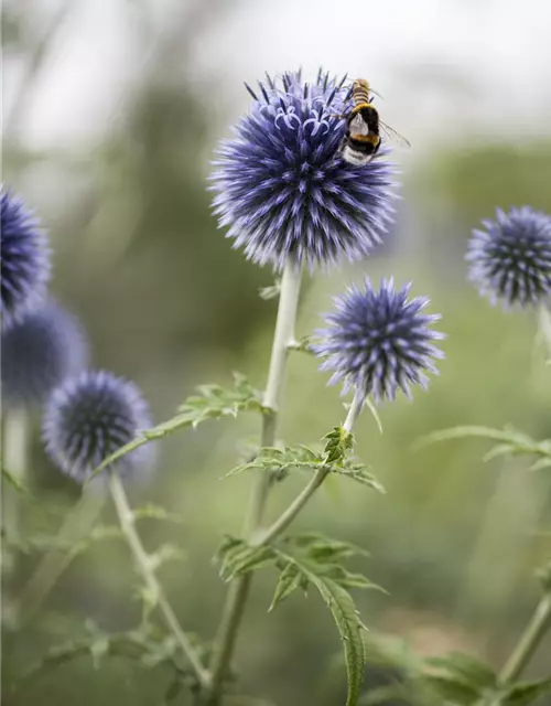 Echinops ritro