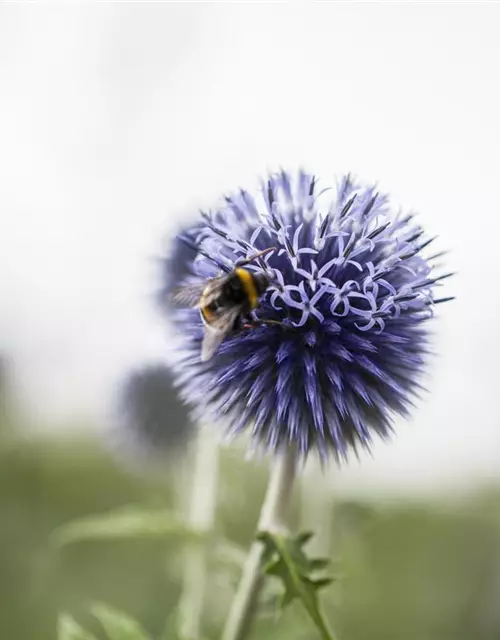 Echinops ritro