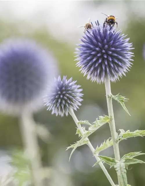 Echinops ritro