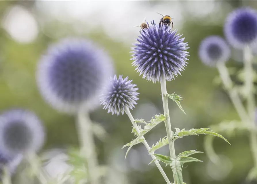 Echinops ritro