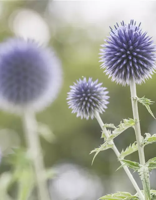 Echinops ritro