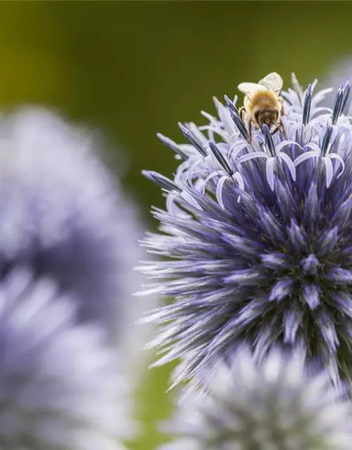 Echinops ritro