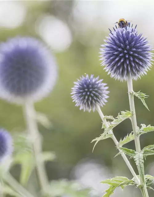 Echinops ritro