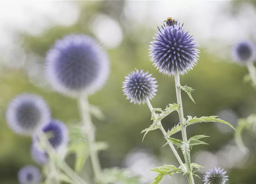 Echinops ritro