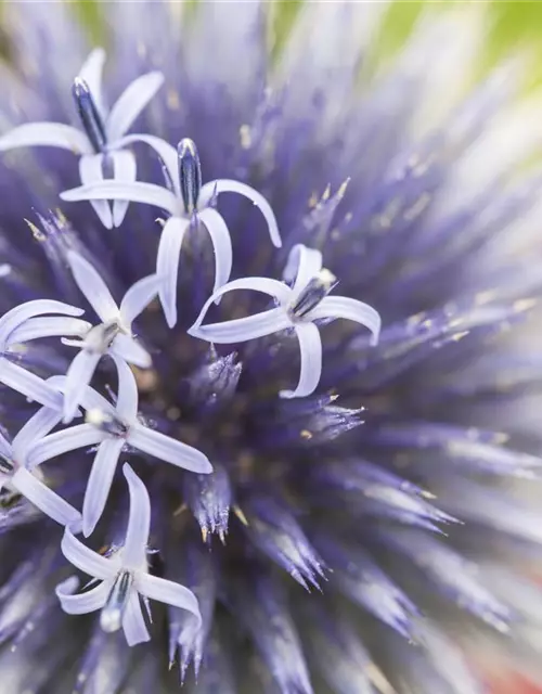 Echinops ritro