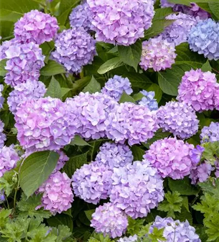 Hydrangea 'Endless Summer'®