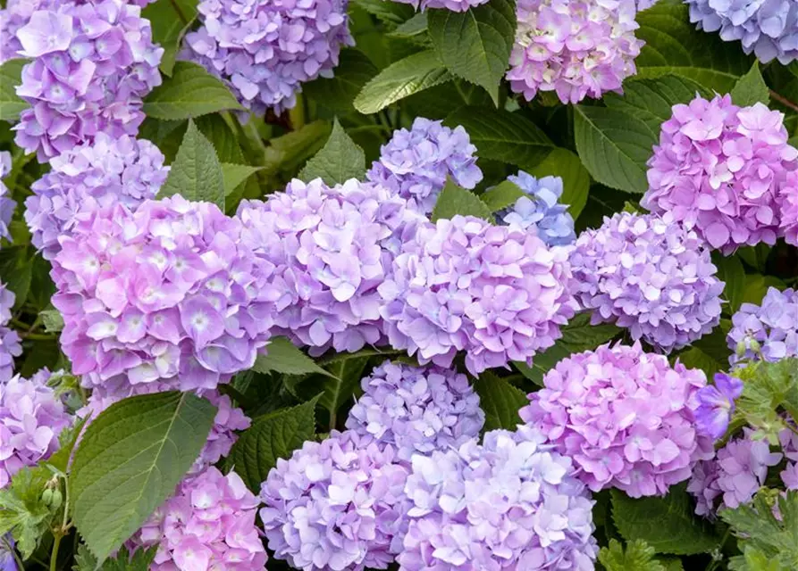 Hydrangea 'Endless Summer'®