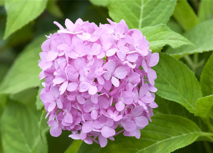 Hydrangea 'Endless Summer'®