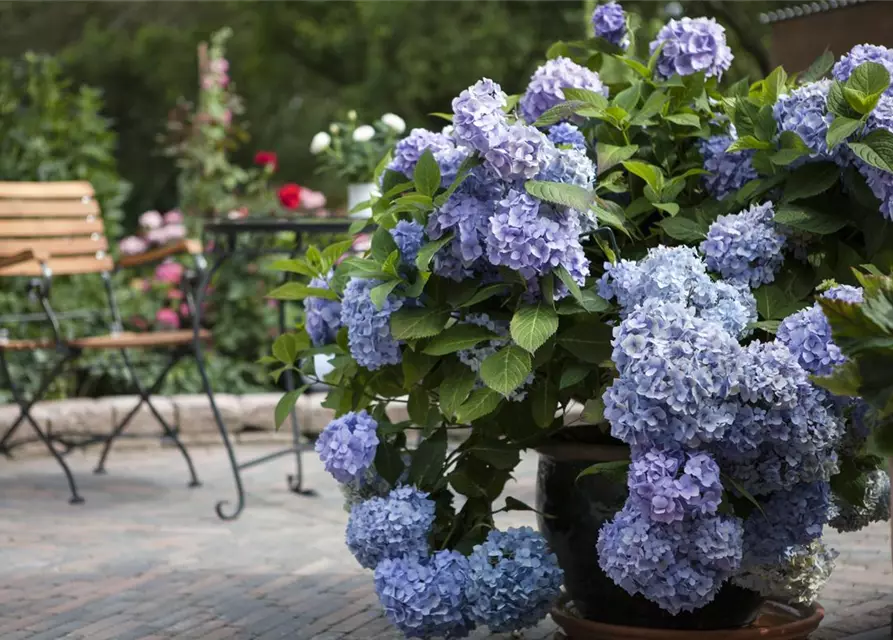 Hydrangea 'Endless Summer'®