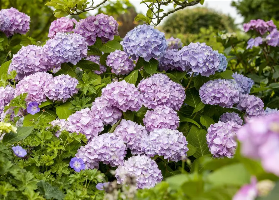 Hydrangea 'Endless Summer'®