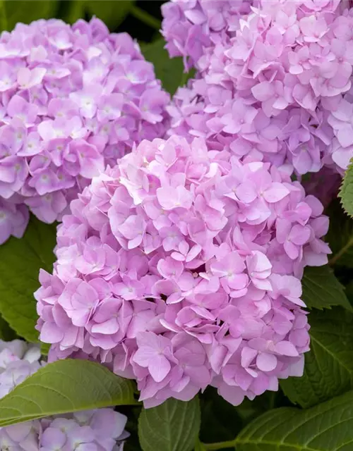 Hydrangea 'Endless Summer'®