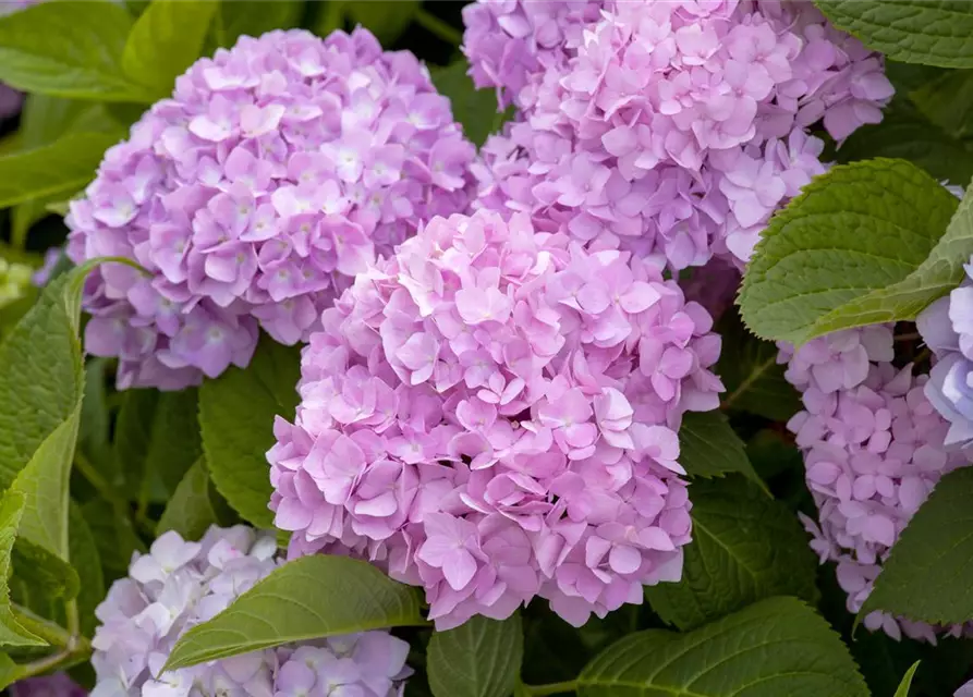 Hydrangea 'Endless Summer'®