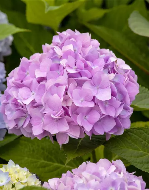 Hydrangea 'Endless Summer'®