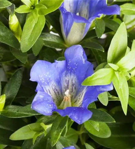 Gentiana scabra