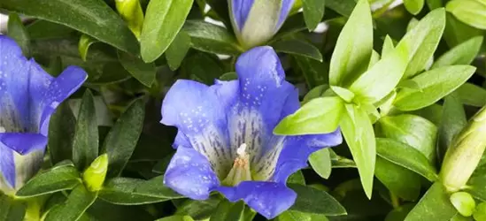 Gentiana scabra