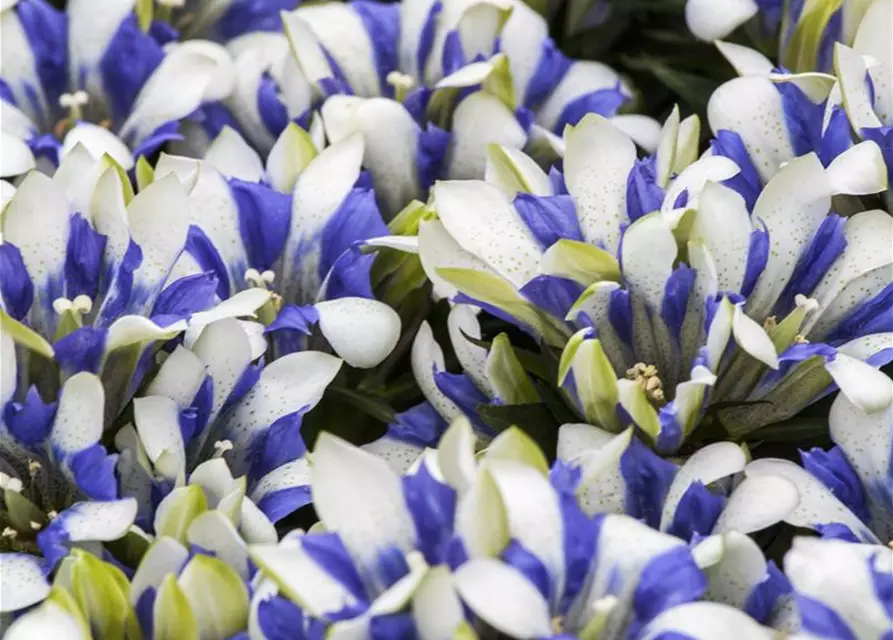 Gentiana scabra