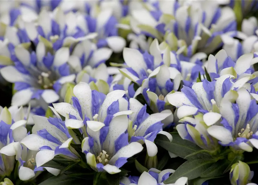 Gentiana scabra