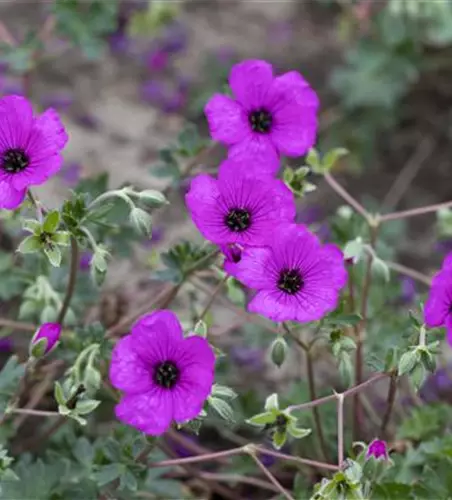 Geranium cinereum