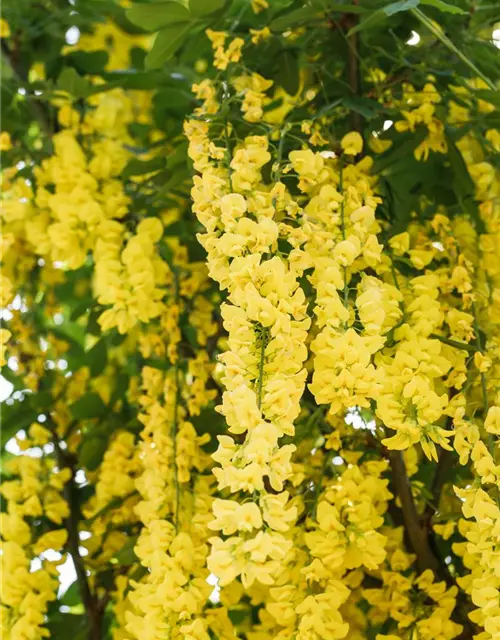 Laburnum watereri