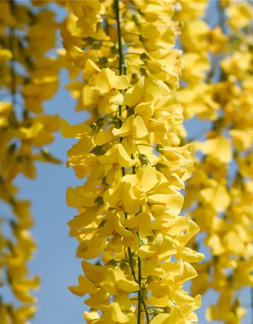 Laburnum watereri