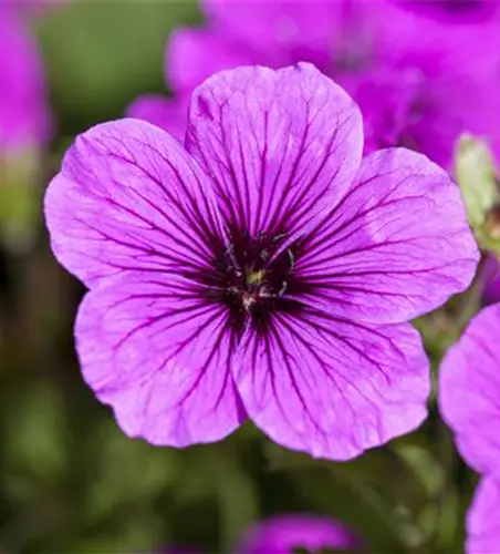 Geranium sanguineum