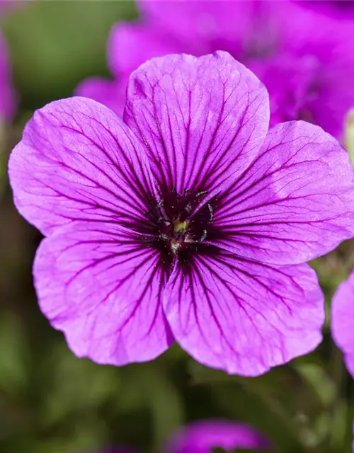 Geranium sanguineum