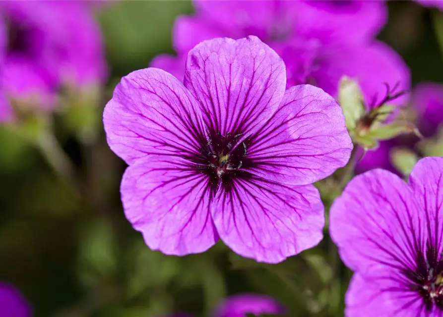 Geranium sanguineum