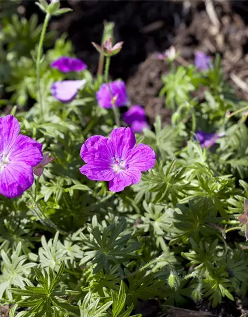 Geranium sanguineum