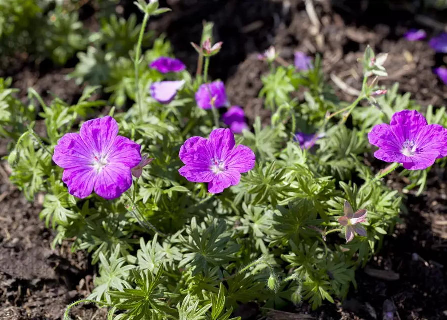 Geranium sanguineum