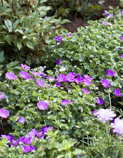 Geranium sanguineum