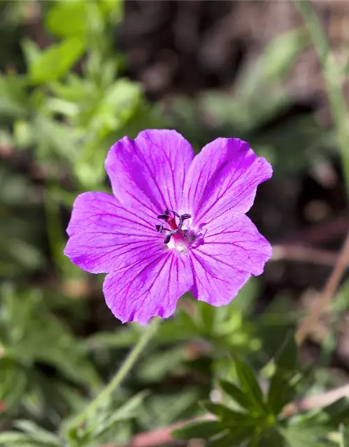 Geranium sanguineum