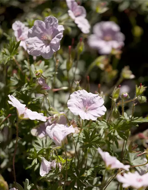 Geranium sanguineum