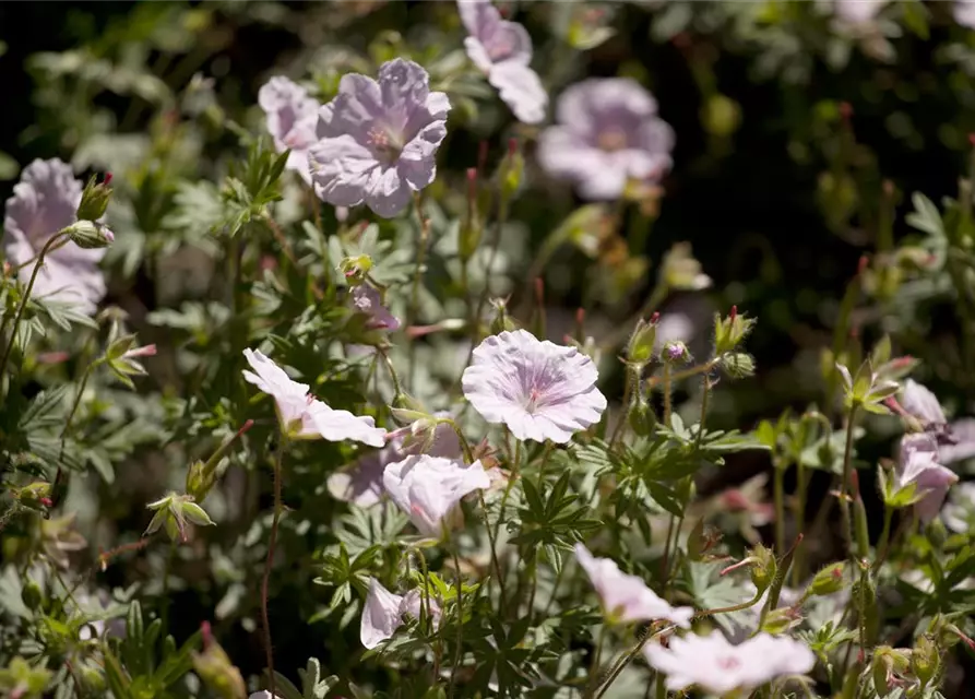 Geranium sanguineum