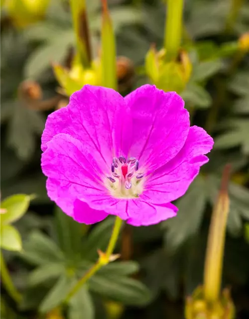 Geranium sanguineum