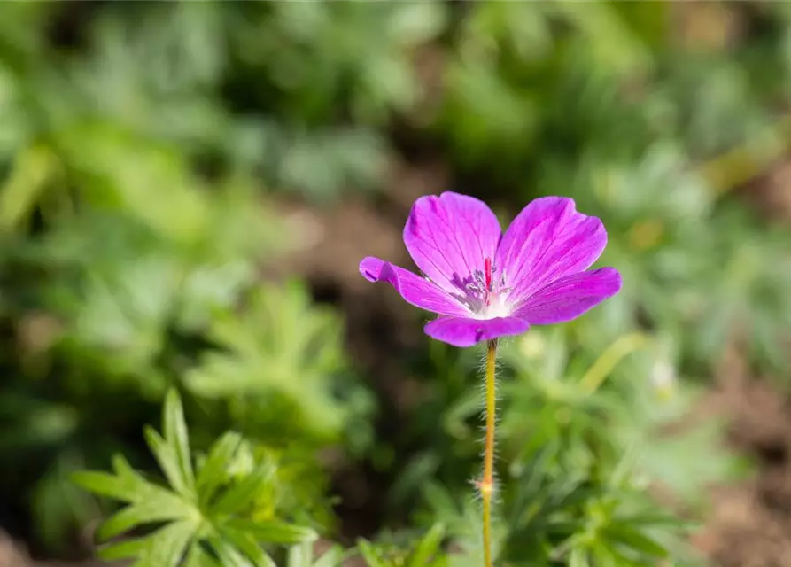 Geranium sanguineum