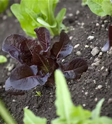 Lactuca sativa